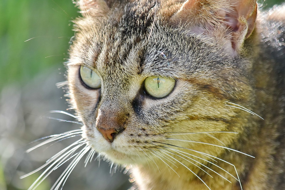 Domestic Cat portrait sunshine