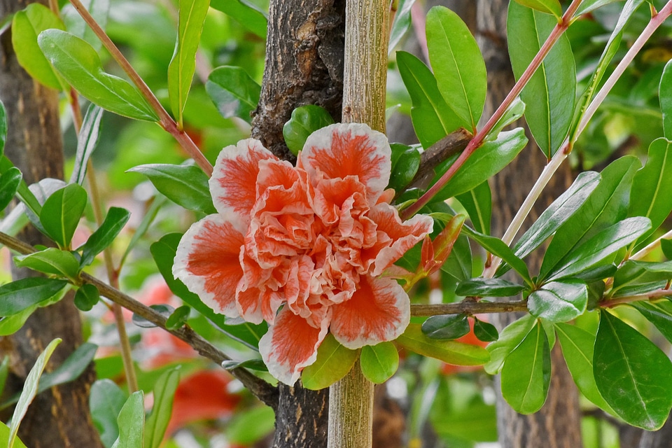 Beautiful Flowers shrub nature