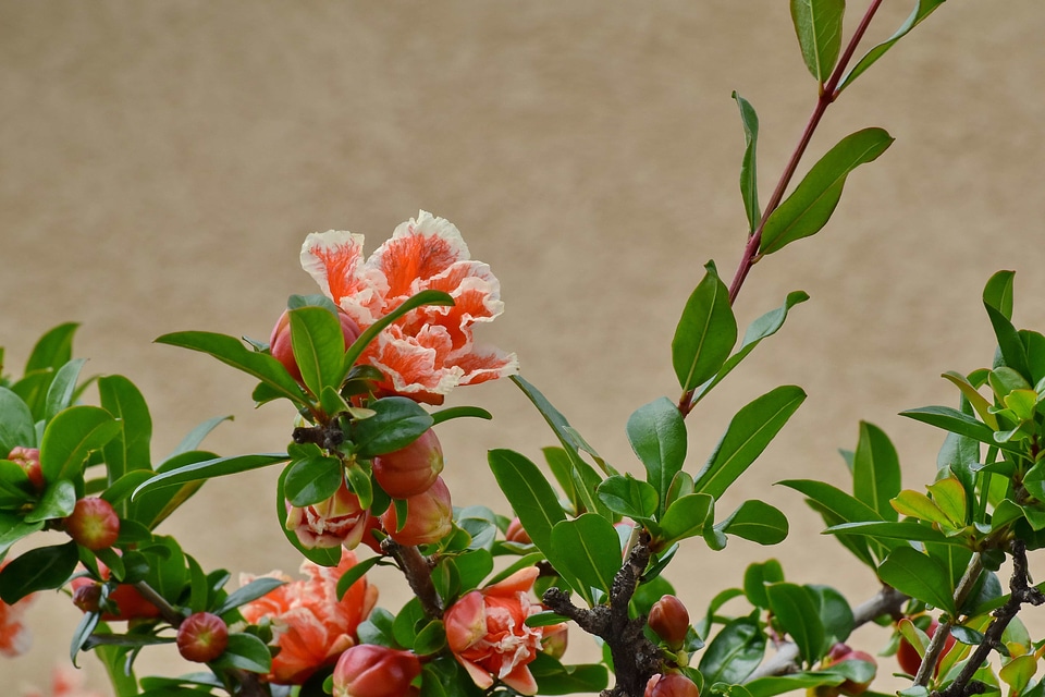Branch flower bud flower garden