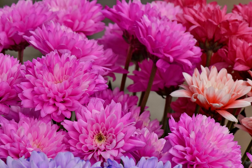 Bouquet chrysanthemum pink