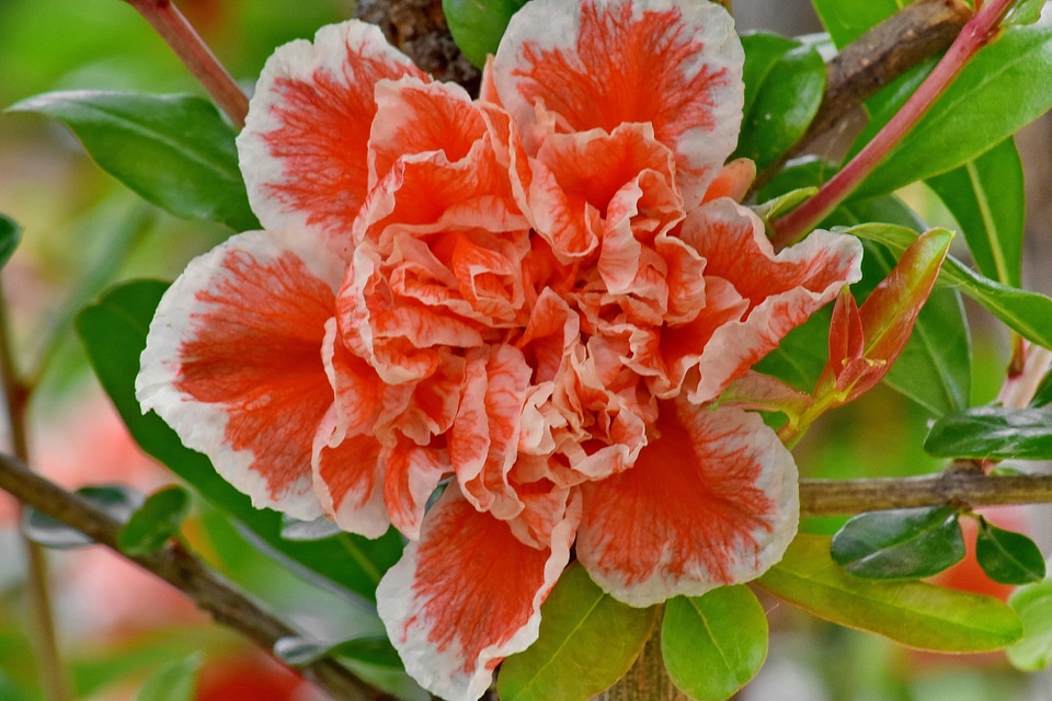 Petals reddish shrub