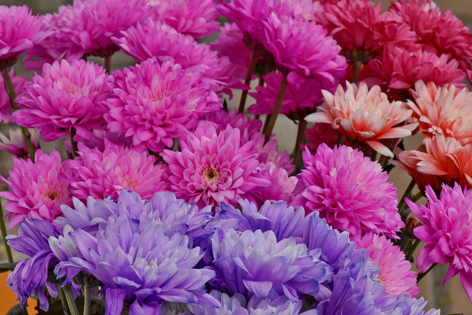 Bouquet chrysanthemum pinkish