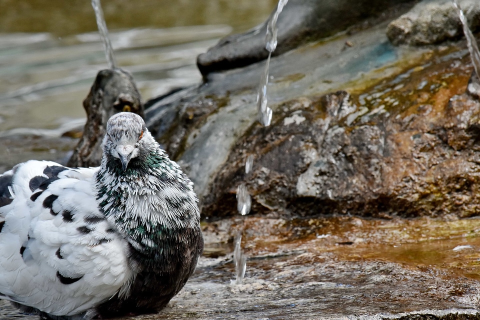 Bathing pigeon wild photo