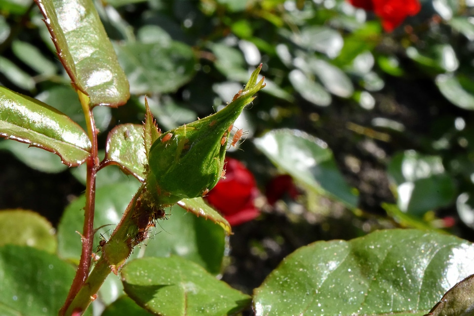 Flower Garden details green leaves
