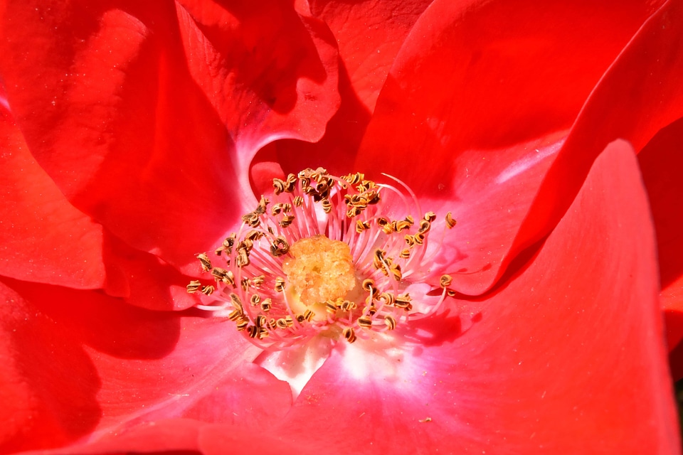 Pistil pollen red