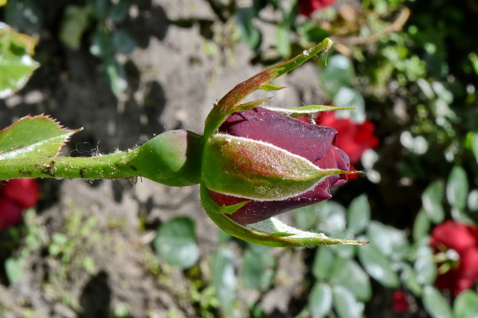 Detail insect leaf