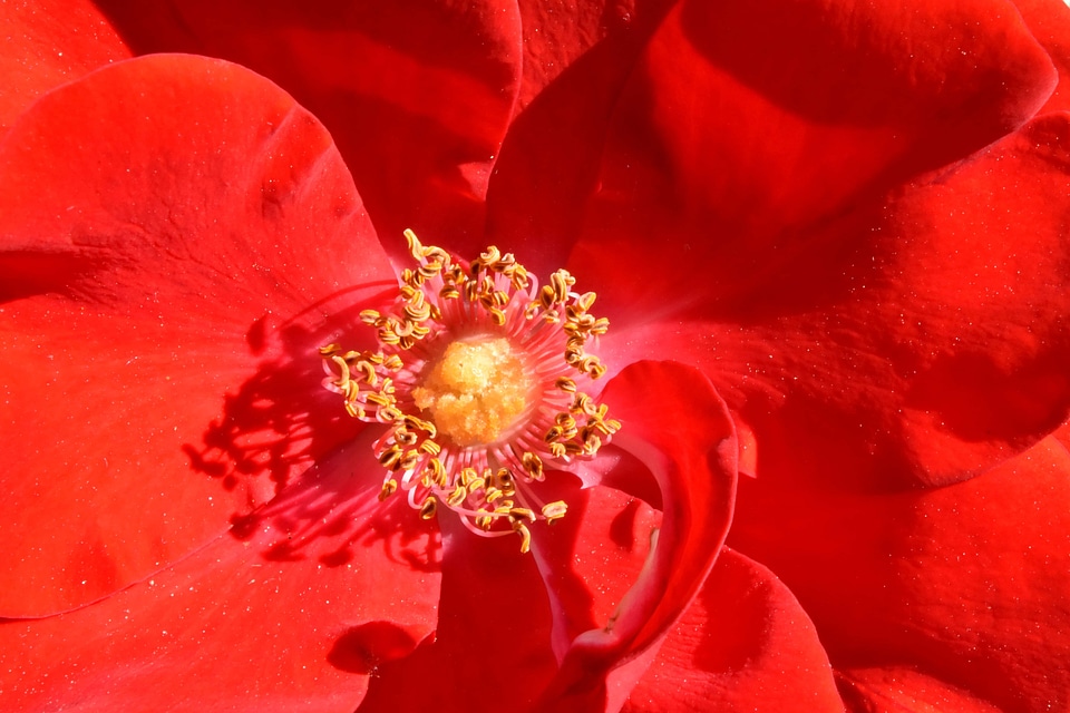 Pistil pollination reddish