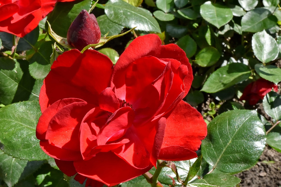 Beautiful Flowers red roses