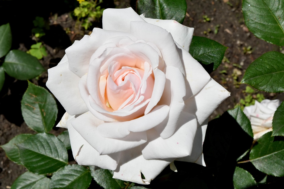 Flower Garden white flower rose