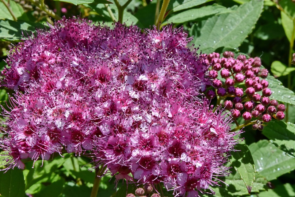 Nature garden flower