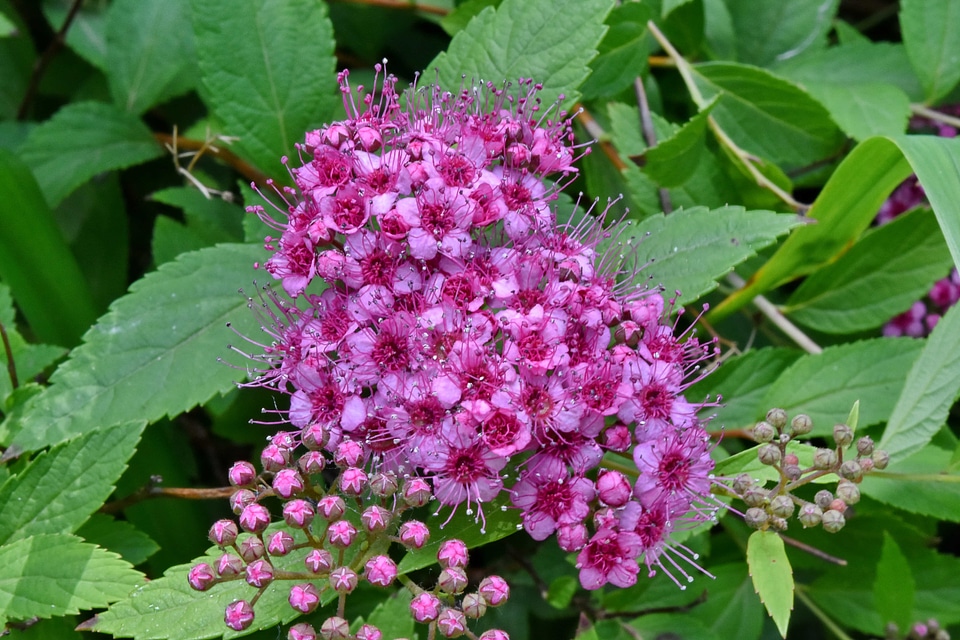 Pistil shrub plant