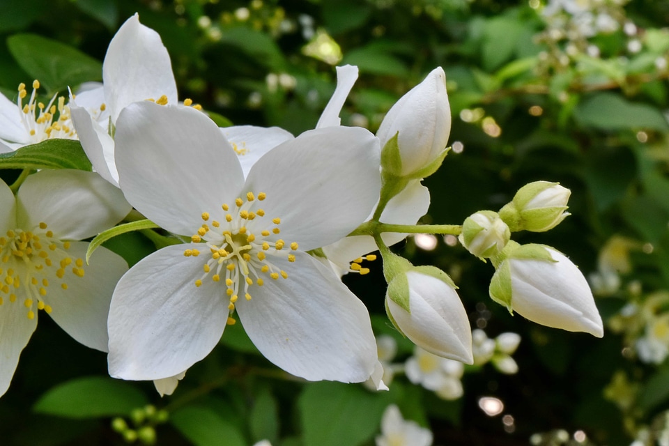 Detail shrub white flower