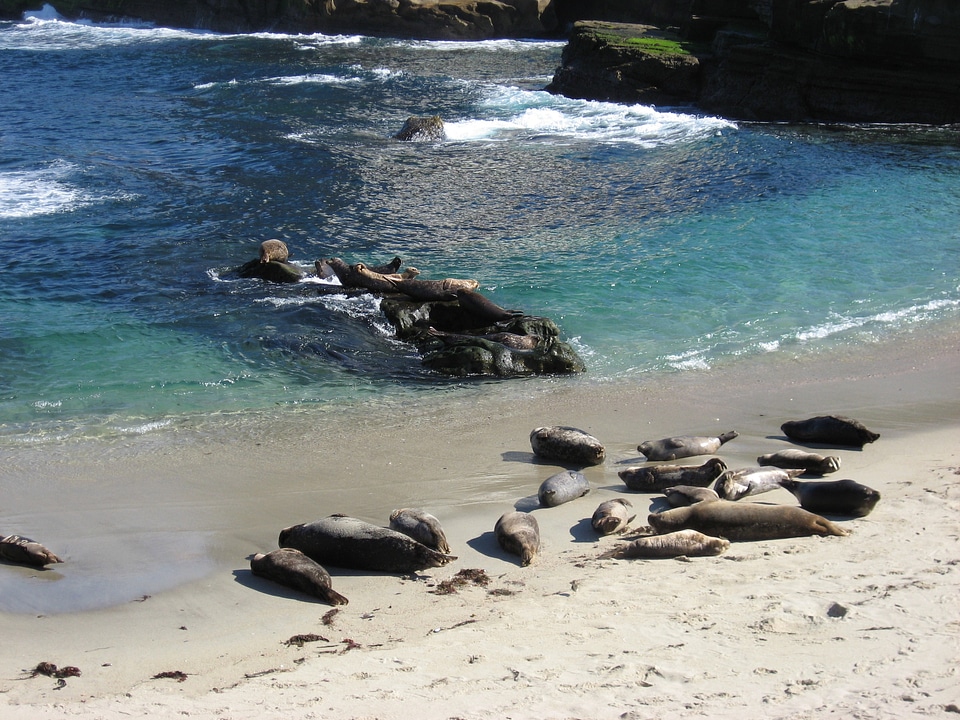 Marine animal wildlife