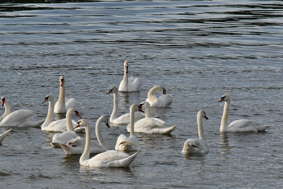 Daylight waterfowl water