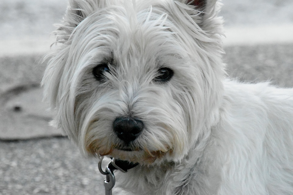 Curious pedigree portrait