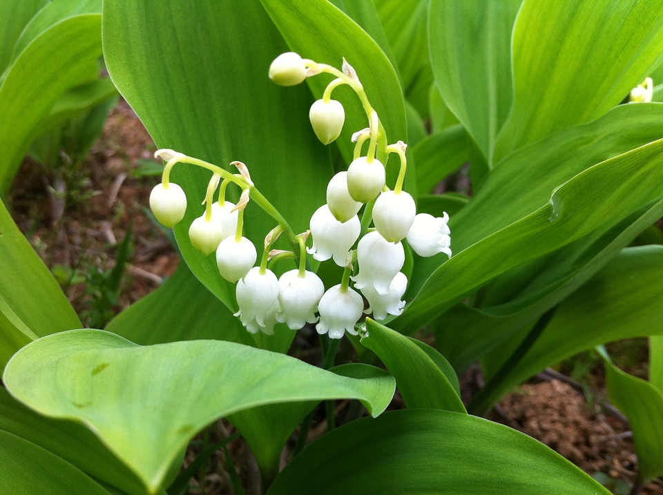 Lily of the valley flowers nature