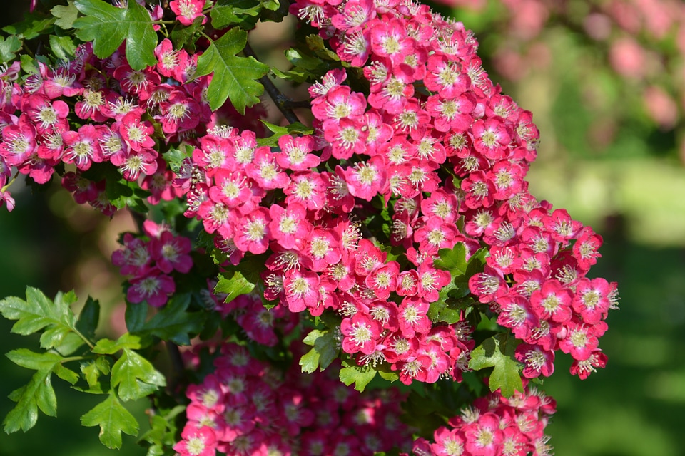Natural blossom bloom