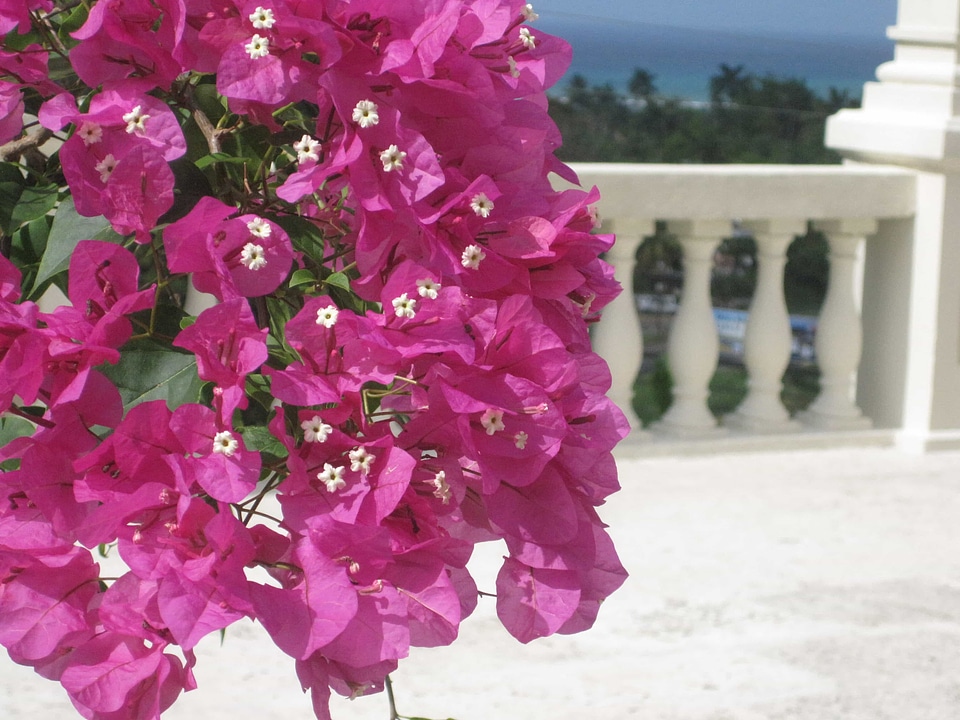 Balcony fence flower garden