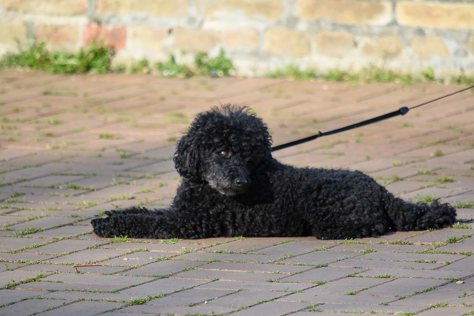 Side View canine dog photo