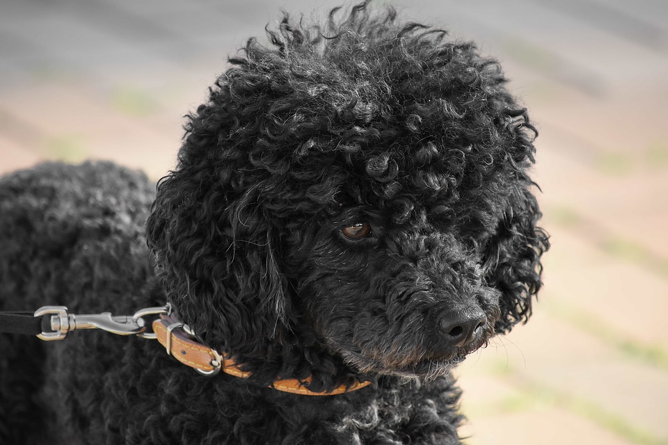 Black curious curling