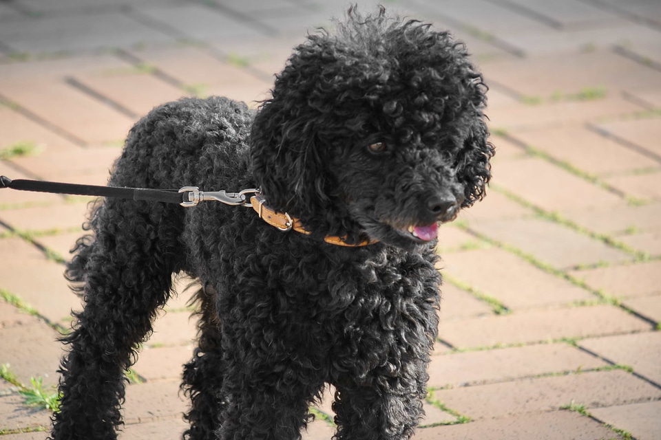Canine dog portrait