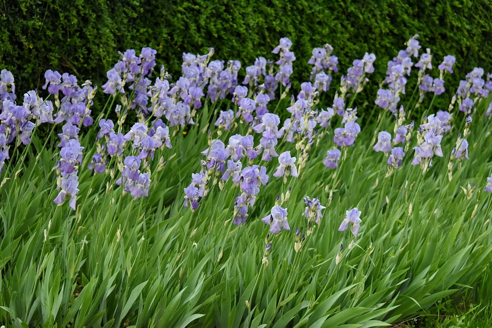 Iris summer garden