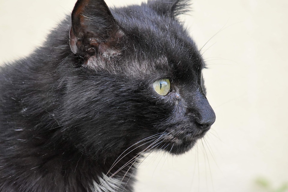 Black head feline