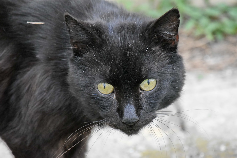 Black head kitten