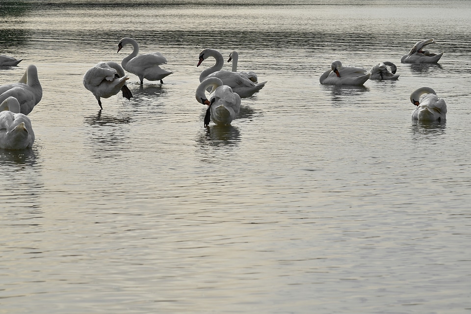 Flock waterfowl water