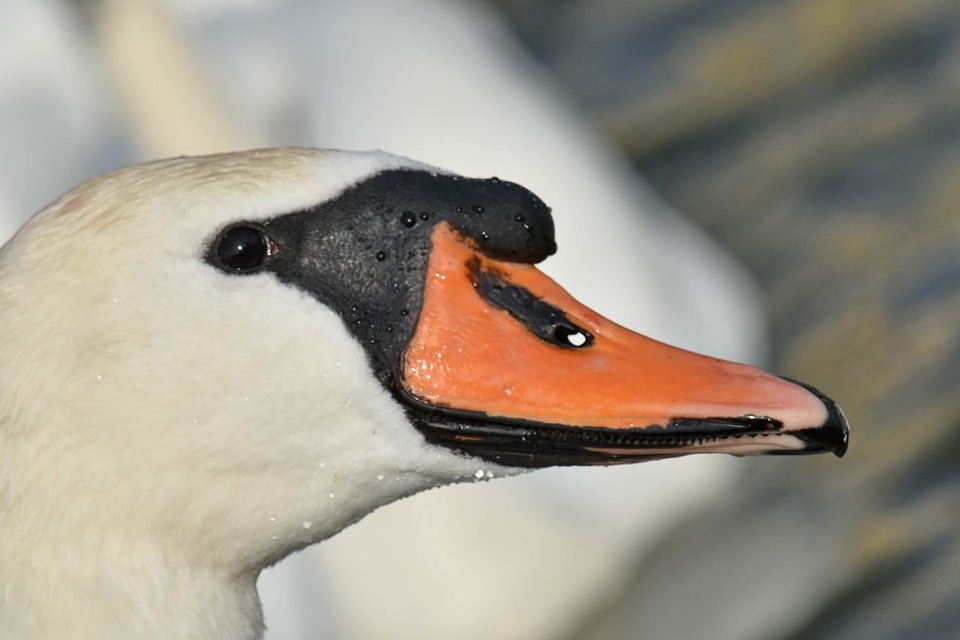 Beak portrait side view