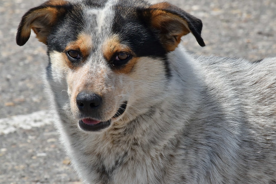 Shepherd Dog dog canine