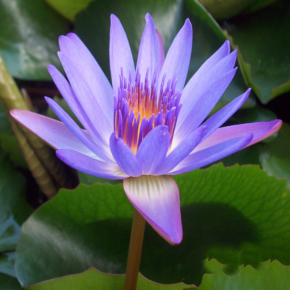 Flower aquatic floral