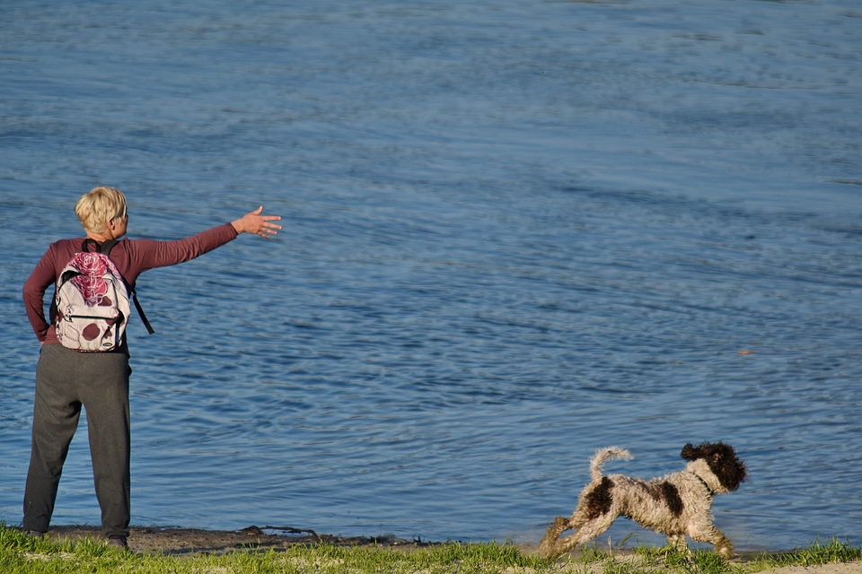 Dog hunting dog trainer