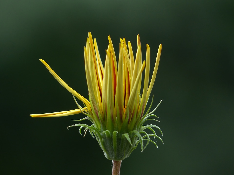 Noon gold flower sonnentaler flora