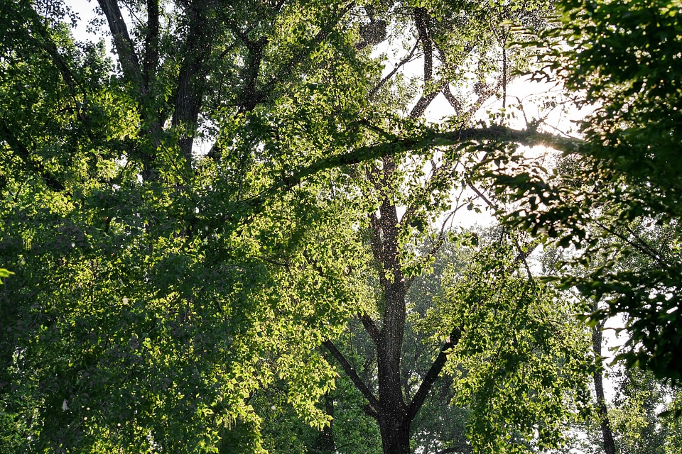 Forest sunrays sunshine