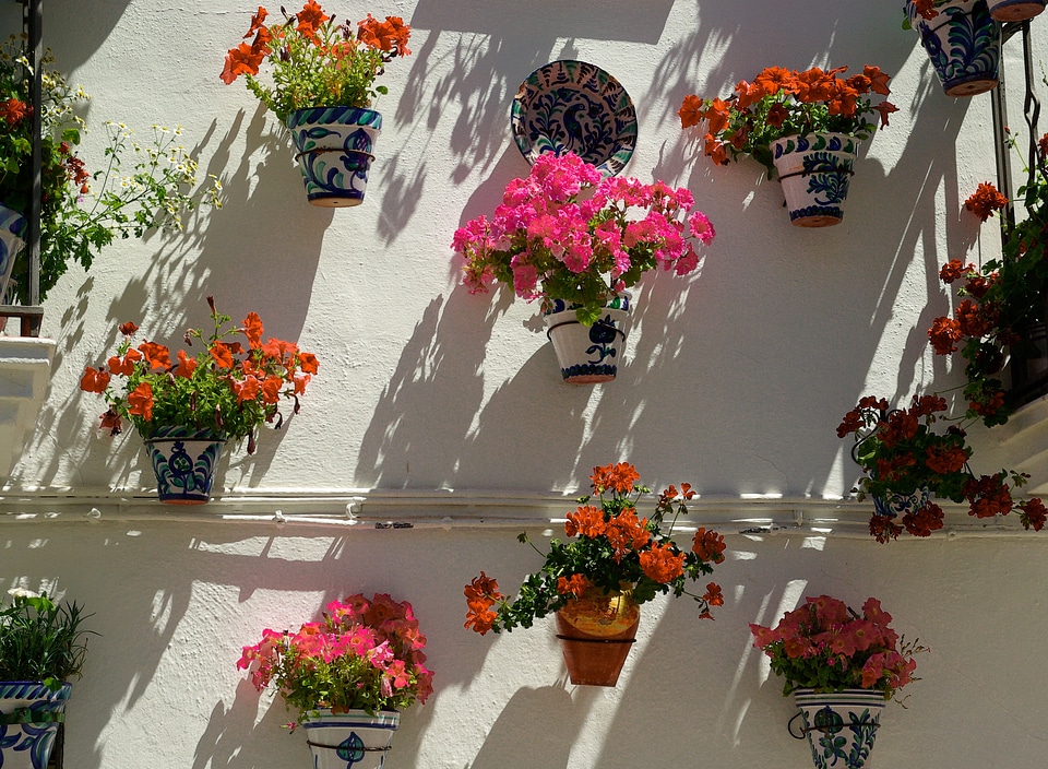 Andalusia floral walls geraniums