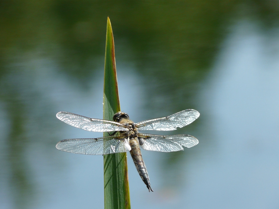 Summer fly bug