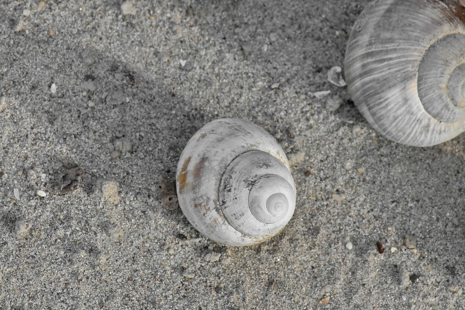 Beach sand gastropod photo