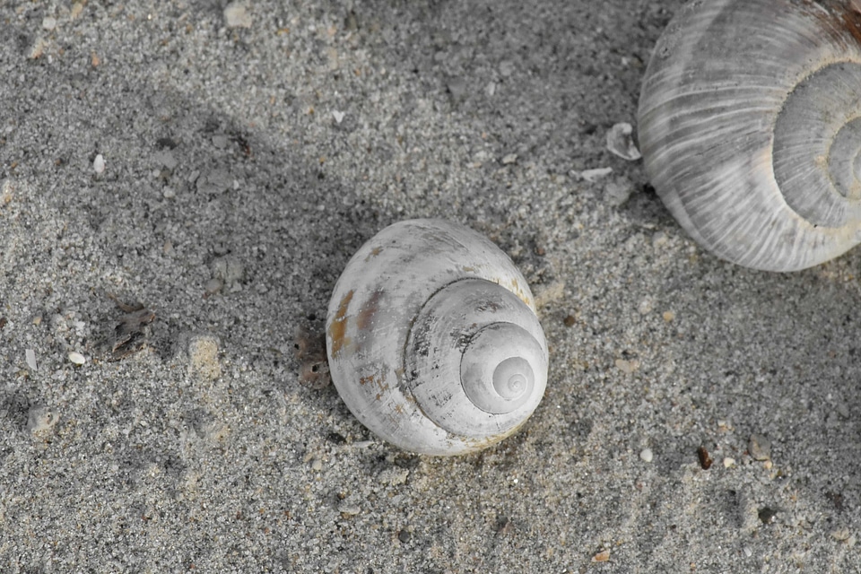 Beach sand gastropod