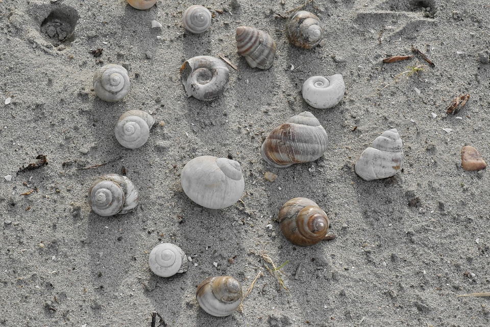 Shellfish snail conch