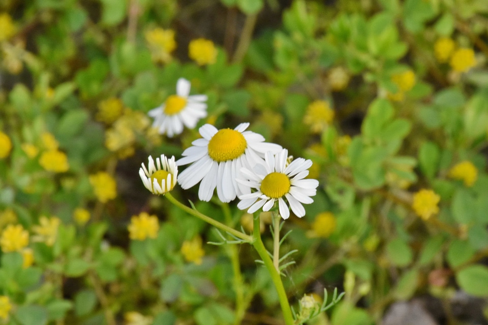 Chamomile daisy herb