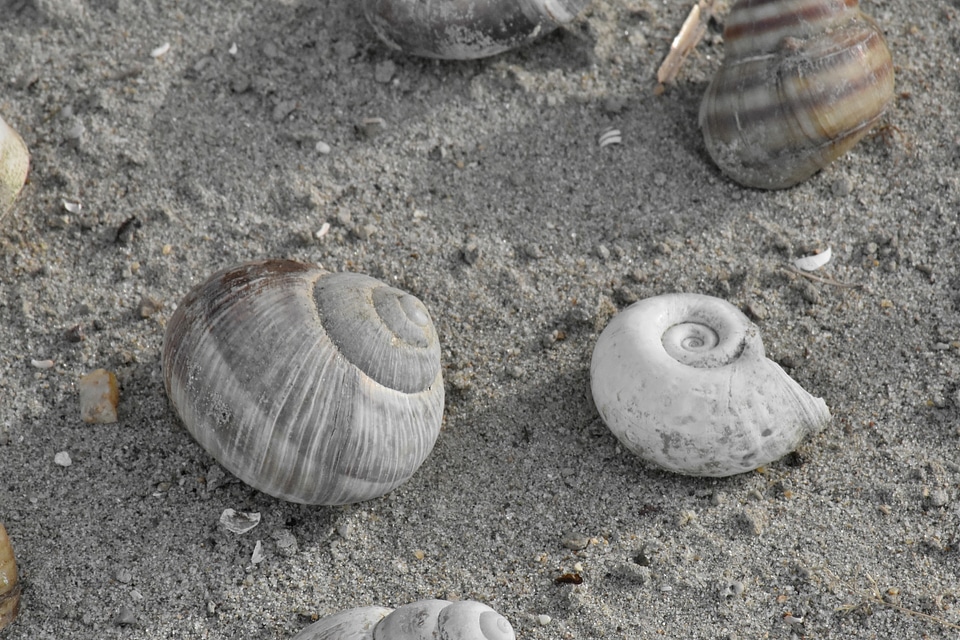 Seashell shell seashore photo