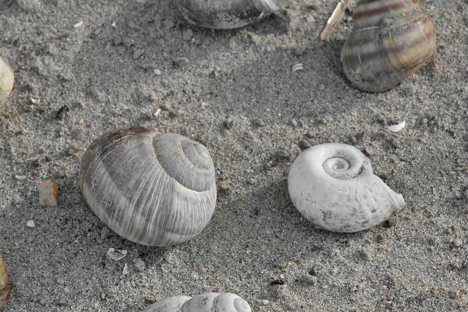 Seashell shell seashore