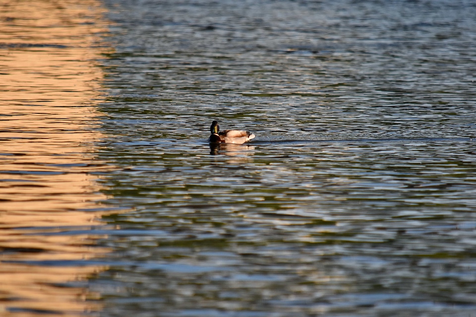 Mallard sunset water
