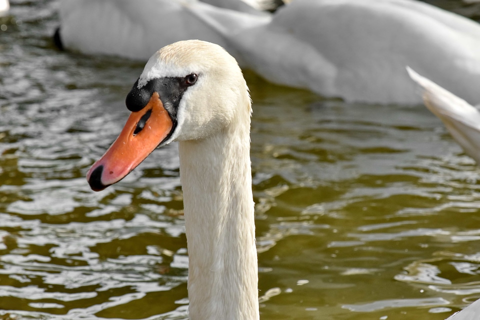 Daylight water waterfowl
