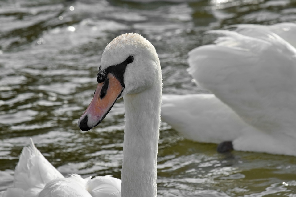 Bird aquatic bird beak