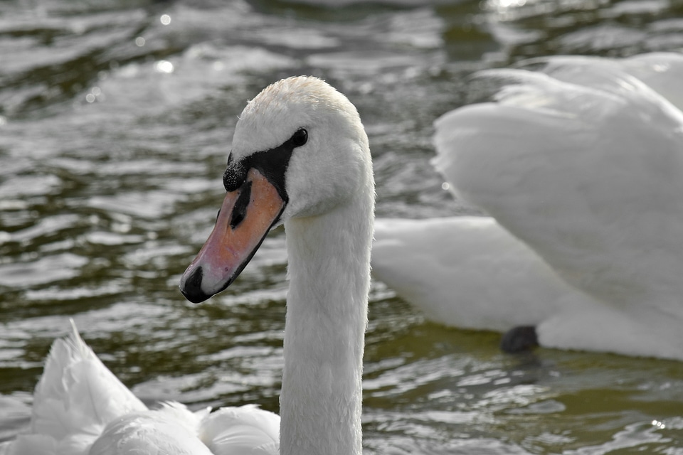 Bird aquatic bird beak photo