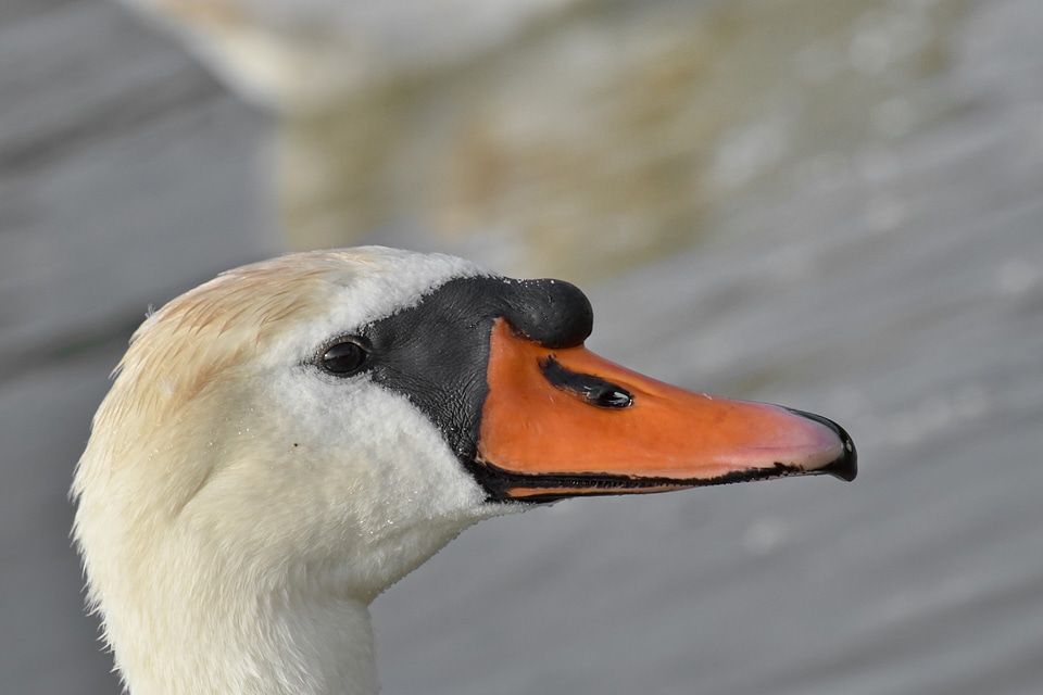 Beautiful swan waterfowl