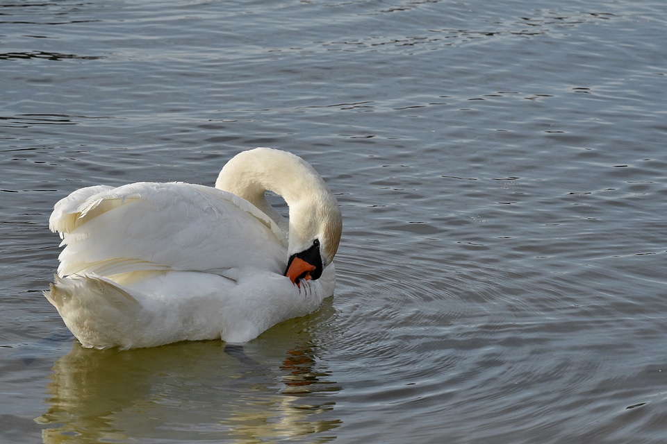 Lake swan swimming