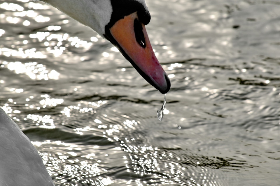 Beak purity splash